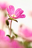 ERODIUM ‘BISHOPS FORM’, HERON’S BILL, STORK’S BILL