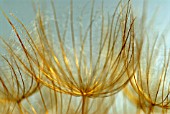 TRAGOPOGON PRATENSIS, GOATS BEARD (LIKE DANDELION CLOCK)