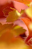 HEUCHERA, CORAL BELLS