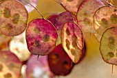 LUNARIA ANNUA, HONESTY