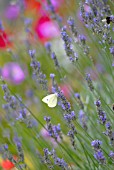 LAVANDULA HIDCOTE, (LAVENDER HIDCOTE)