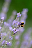 LAVANDULA ‘HIDCOTE’, LAVENDER