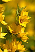 LYSIMACHIA, LOOSESTRIFE