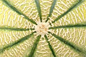 CUCUMIS MELO, MELON - CANTELOUPE MELON