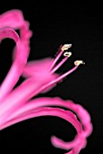 NERINE BOWDENII, NERINE