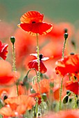 PAPAVER RHOEAS, POPPY