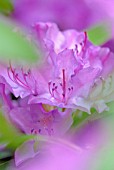 RHODODENDRON CATAWBIENSE, RHODODENDRON