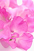 LATHYRUS ODORATUS, SWEET PEA