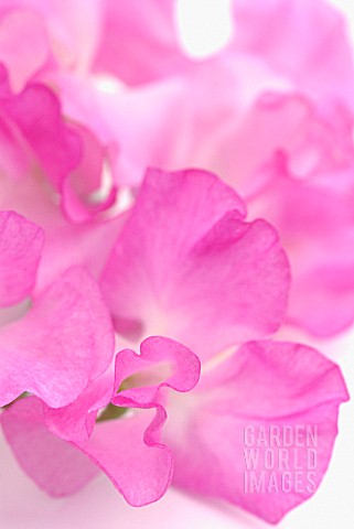 LATHYRUS_ODORATUS_SWEET_PEA