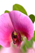 LATHYRUS ODORATUS, SWEET PEA