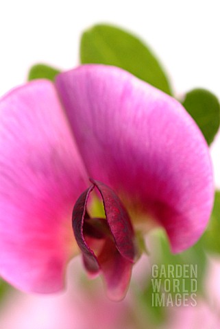 LATHYRUS_ODORATUS_SWEET_PEA