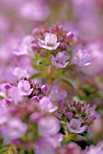 THYMUS, THYME