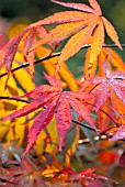 ACER PALMATUM ‘BENI-KAGAMI’, JAPANESE MAPLE