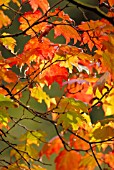 ACER JAPONICUM VITIFOLIUM, JAPANESE MAPLE