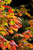 ACER JAPONICUM VITIFOLIUM, JAPANESE MAPLE