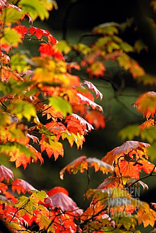 ACER_JAPONICUM_VITIFOLIUM_JAPANESE_MAPLE