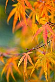 ACER PALMATUM ‘NICHOLSONII’, JAPANESE MAPLE