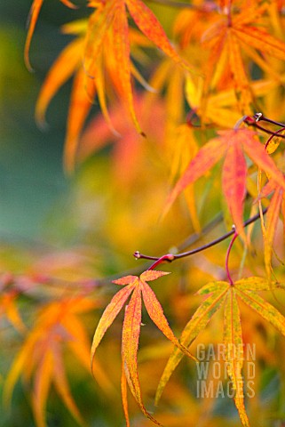 ACER_PALMATUM_NICHOLSONII_JAPANESE_MAPLE