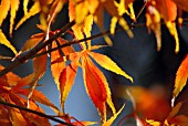 ACER PALMATUM, JAPANESE MAPLE