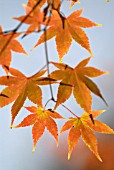 ACER PALMATUM, JAPANESE MAPLE