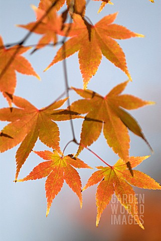 ACER_PALMATUM_JAPANESE_MAPLE