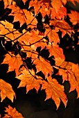 ACER JAPONICUM VITIFOLIUM, JAPANESE MAPLE