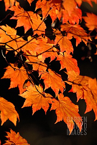 ACER_JAPONICUM_VITIFOLIUM_JAPANESE_MAPLE