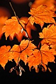 ACER JAPONICUM VITIFOLIUM, JAPANESE MAPLE