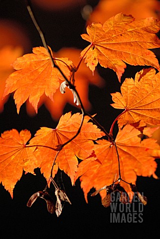 ACER_JAPONICUM_VITIFOLIUM_JAPANESE_MAPLE