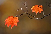 ACER JAPONICUM VITIFOLIUM, JAPANESE MAPLE