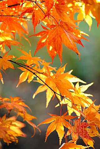 ACER_PALMATUM_OKAGAMI_JAPANESE_MAPLE