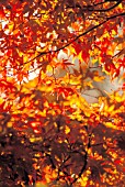 ACER PALMATUM OZAKAZUKI, JAPANESE MAPLE