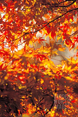 ACER_PALMATUM_OZAKAZUKI_JAPANESE_MAPLE