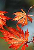 ACER JAPONICUM ACONTIFOLIUM, JAPANESE MAPLE