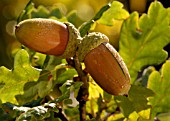 QUERCUS ROBUR, OAK - ACORN