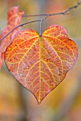 CERCIS CANADENSIS, FOREST PANSY