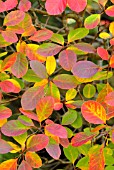 CERCIS CANADENSIS, SMOKE BUSH