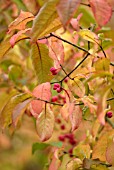 EUONYMUS HAMILTONIANUS, SPINDLE TREE