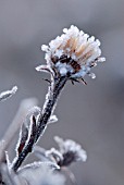 ASTER ‘MICHAELMAS DAISY’, ASTER