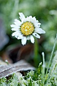 BELLIS PERENNIS, DAISY - LAWN DAISY