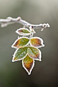 ROSA CANINA, ROSE, WILD ROSE, DOG ROSE