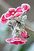 PELARGONIUM, PELARGONIUM