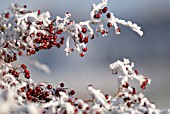 CRATAEGUS MONOGYNA, HAWTHORN