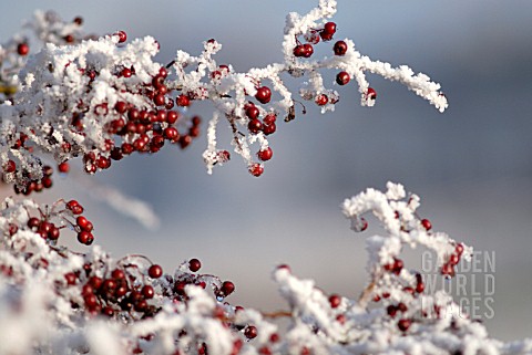 CRATAEGUS_MONOGYNA_HAWTHORN