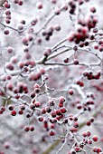 CRATAEGUS MONOGYNA, HAWTHORN