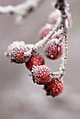 CRATAEGUS MONOGYNA, HAWTHORN