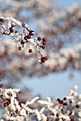 CRATAEGUS MONOGYNA, HAWTHORN