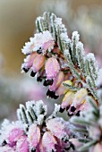 ERICA CARNEA, HEATHER, WINTER HEATH, SPRING HEATH, BELL HEATHER