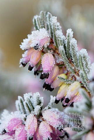 ERICA_CARNEA_HEATHER_WINTER_HEATH_SPRING_HEATH_BELL_HEATHER