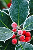 ILEX, HOLLY